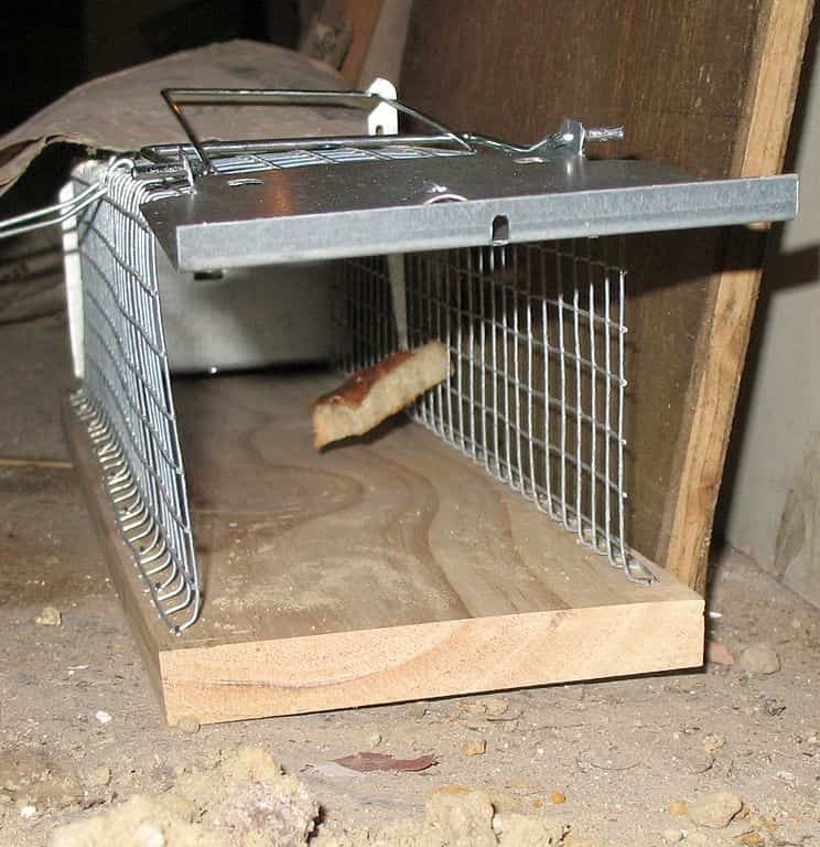 rat-trap-min