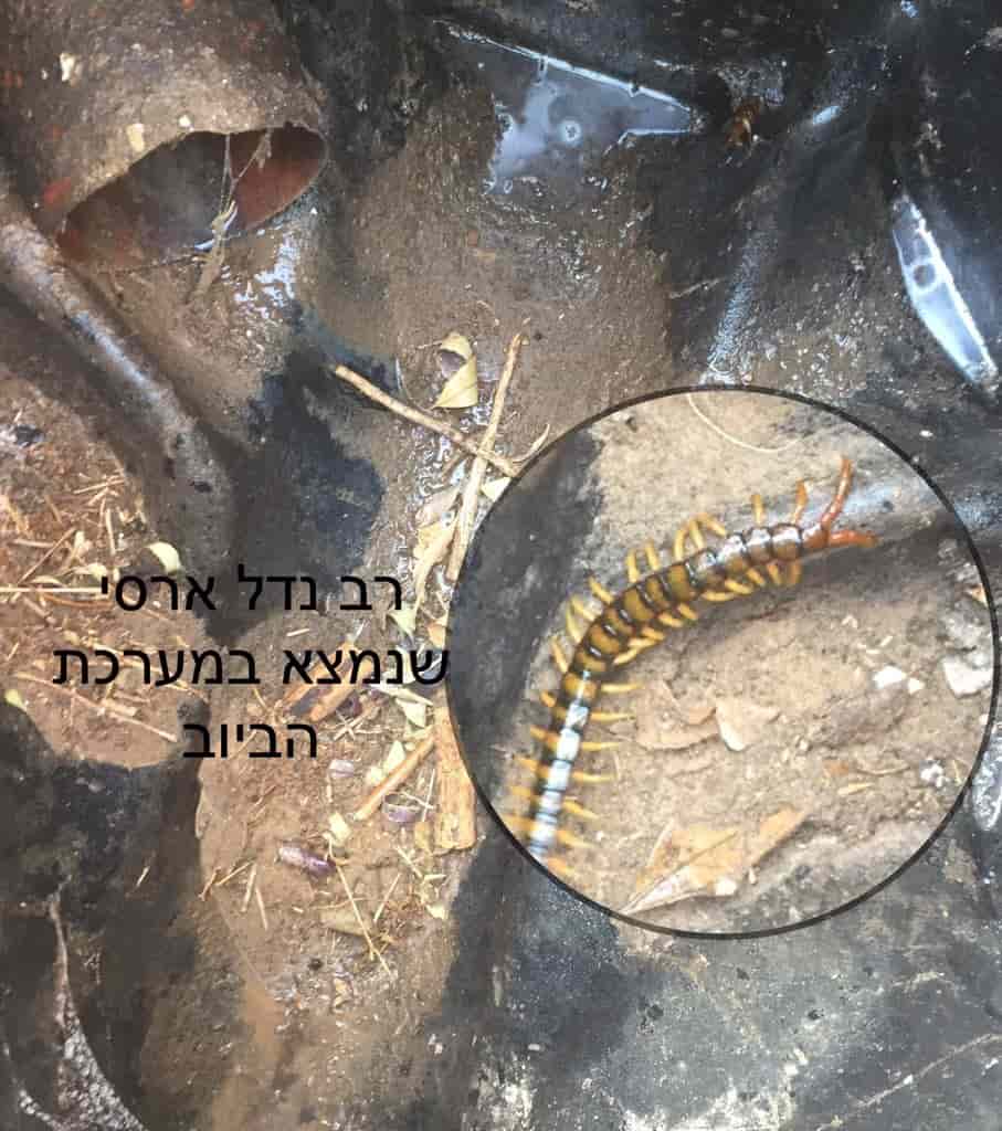 רב נדל ארסי הדברת נדלים