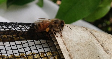 הדברת דבורים