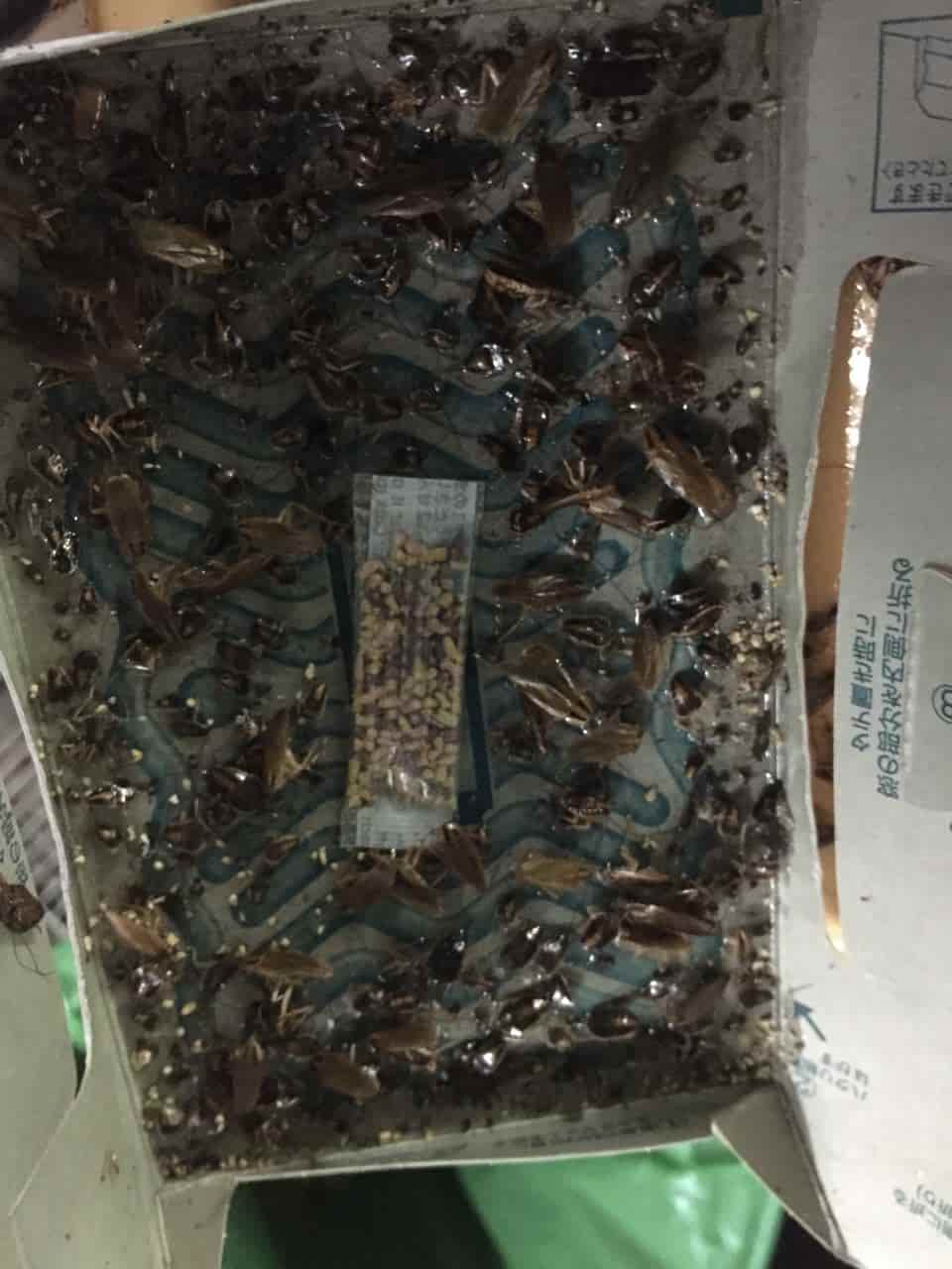 נגיעות קשה של תיקן גרמני  לכידת תיקן גרמני - ללא רעלים