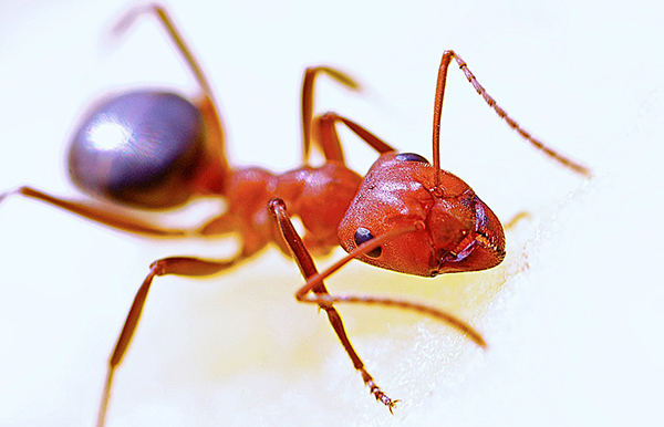 ant